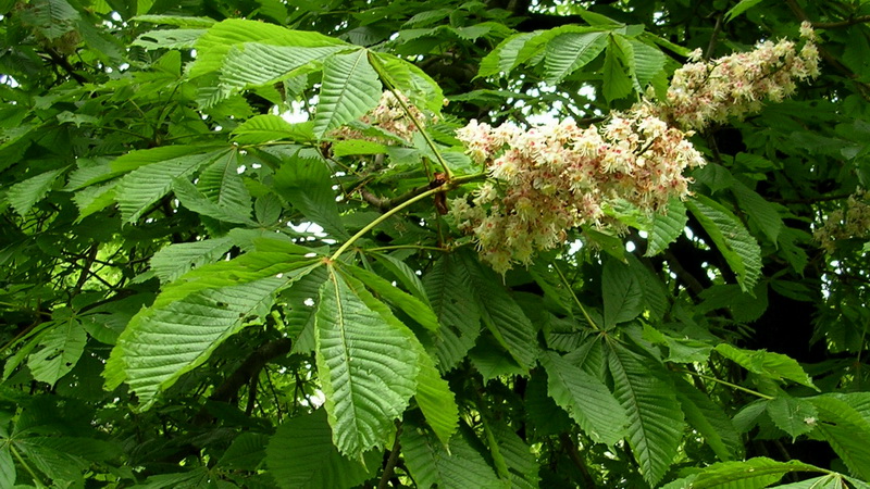 Divlji kesten – Aesculus hippocastanum (Hippocastanaceae)