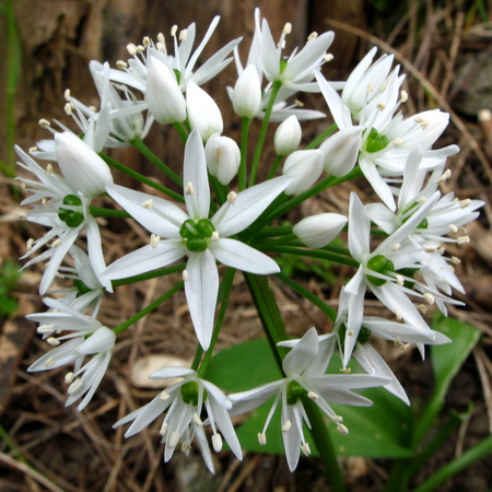 Cremboš Allium ursinum (Liliaceae – Alliaceae)
