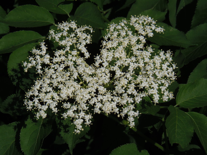 Crna zova (Sambucus nigra L. – Adoxaceae)