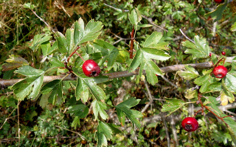 Beli glog – Crataegus monogyna Jacquin L. (Rosaceae)