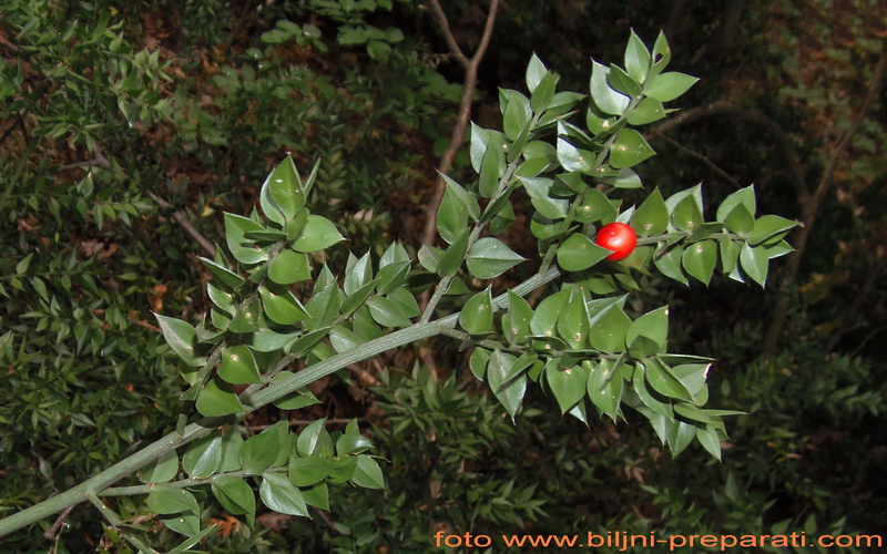 Kostrika (Ruscus aculeatus-Liliaceae)