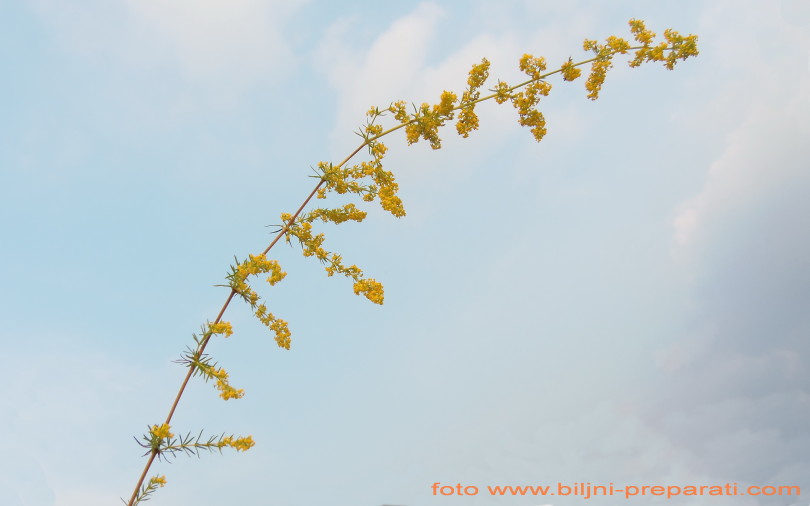 Ivanjsko cveće (Galium verum L.)