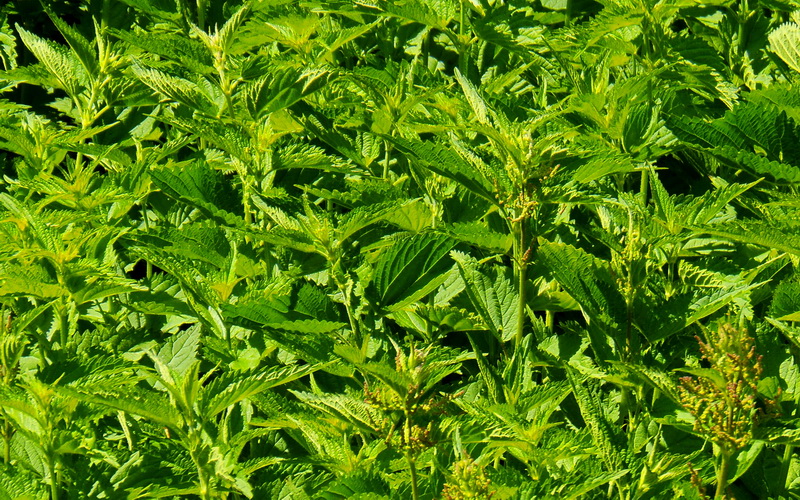 Kopriva (Urtica dioica L.)