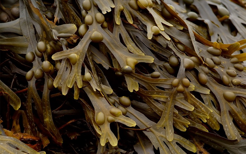 Fucus vesiculosus 1