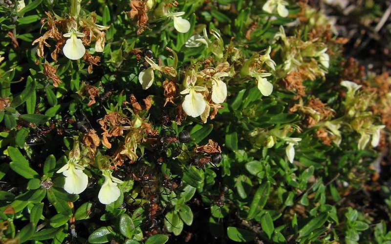 Trava iva (Teucrium montanum L.)
