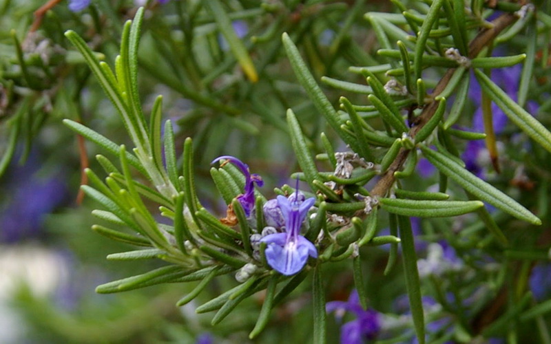 Ruzmarin – Rosmarinus officinalis L. (Lamiaceae)