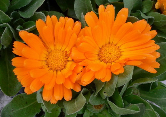 calendula-officinalis-flos-common-marigold-ringelblume-souci-officinal-neven-carotenoids-mother-tincture-urtinktur-teinture-mere-homeopat-tinktura-ekstrakt-biljni-preparati-com-yt1mi