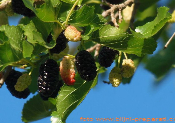 morus-alba-nigra-white-black-mulberry-weisse-schwarze-maulbeere-murier-blanc-noir-beli-crni-dud-mother-tincture-urtinktur-teinture-mere-homeopat-ekstrakt-tinktura-biljni-preparati-com-yt1mi