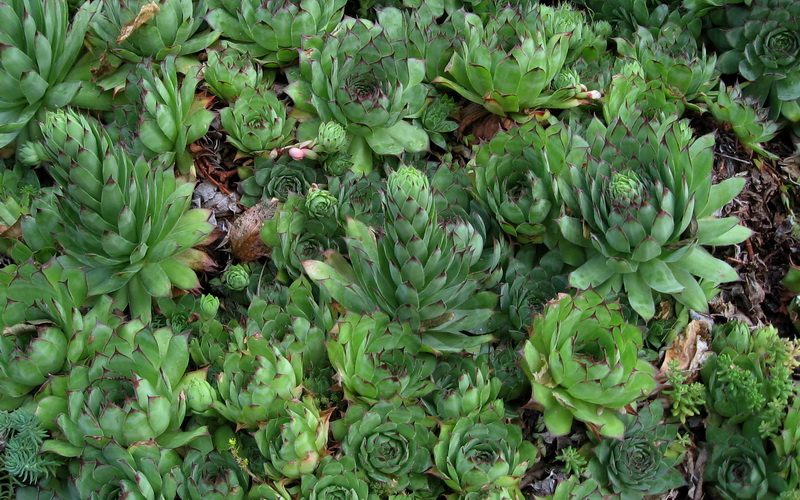 Čuvarkuća (Sempervivum tectorum L.)