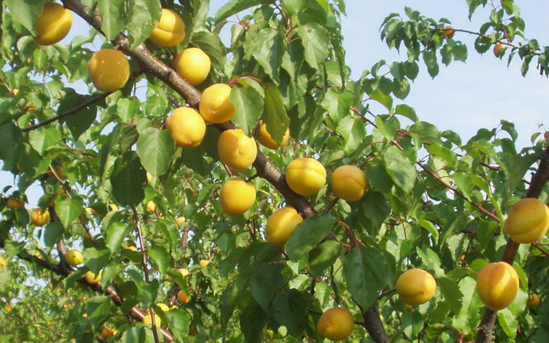 Breskva vinogradarska (Prunus persica)