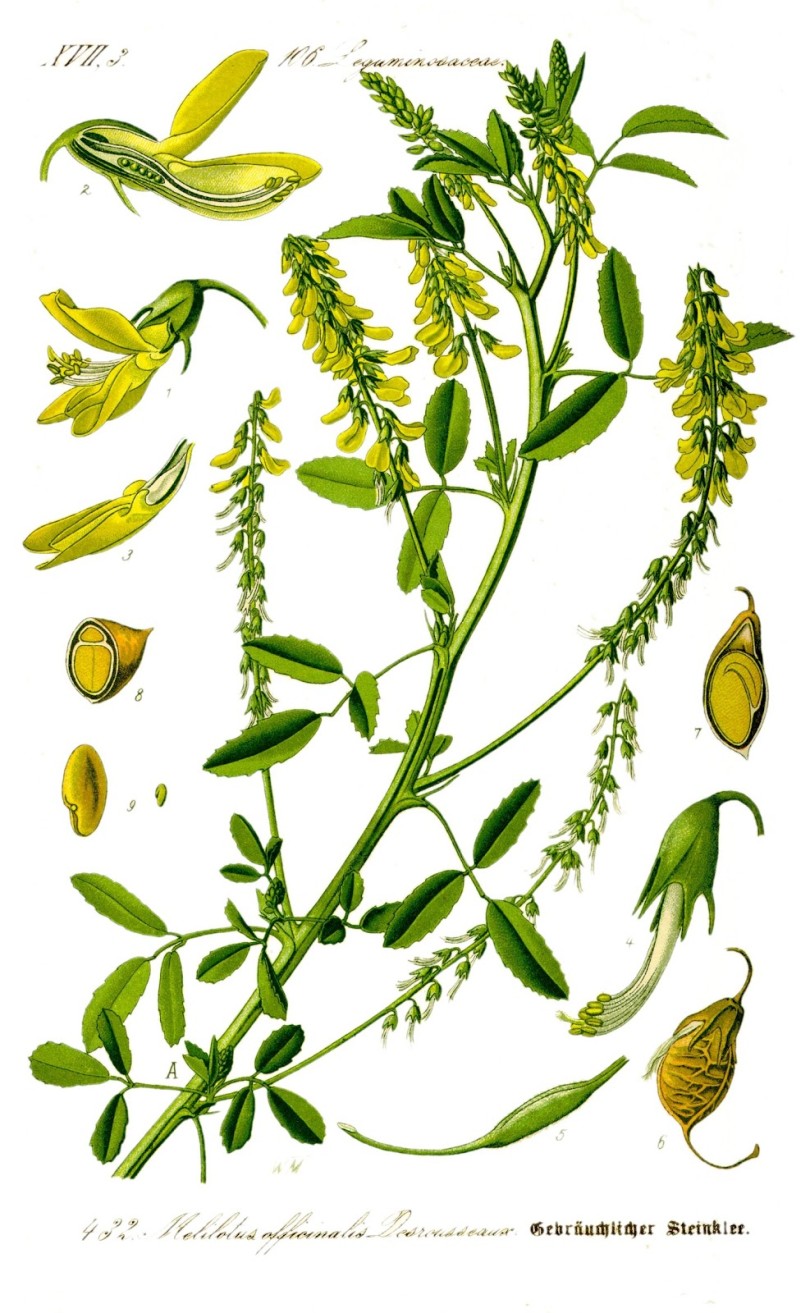 Kokotac (Melilotus officinalis L.)