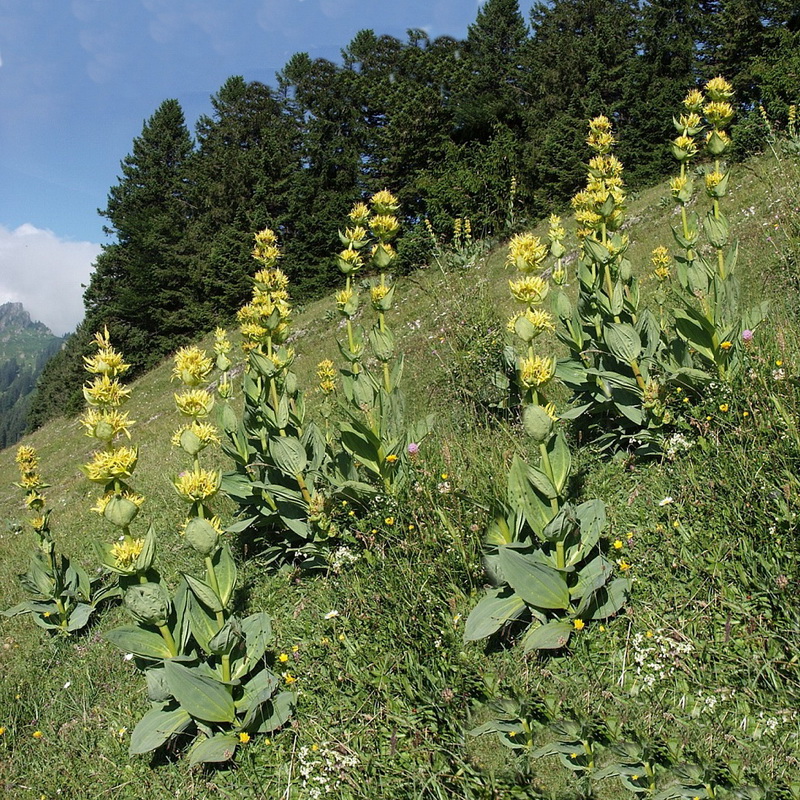 Lincura žuta Gentiana lutea (Gentianaceae)