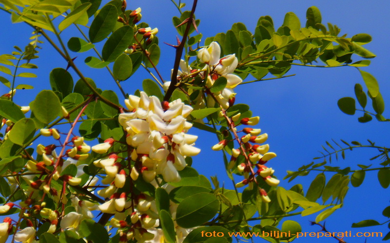 Bagrem (Robinia pseudoacacia L.)