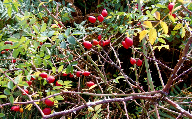 Divlja ruža (Rosa canina L.)