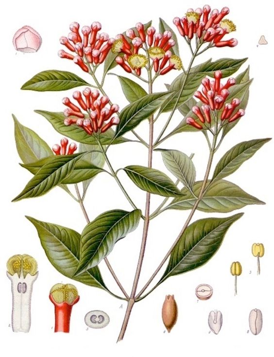 Karanfilić Syzygium aromaticum (Myrtaceae)