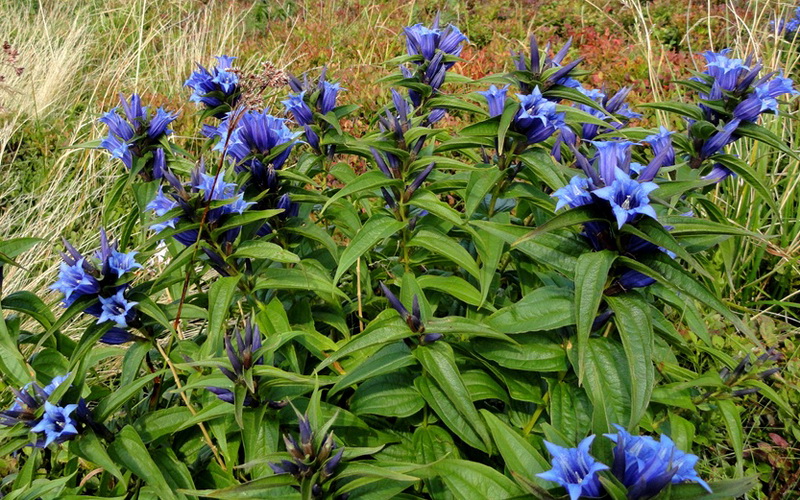 Lincura plava (Gentiana asclepiadea L.)