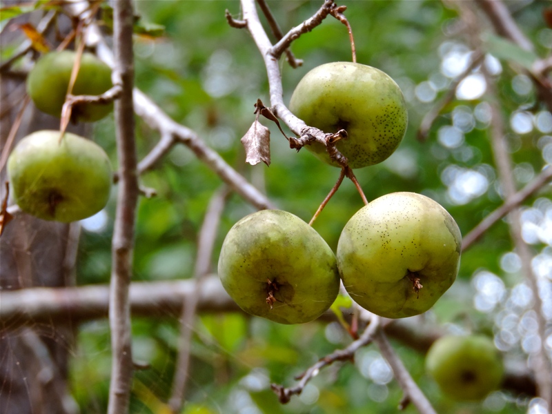 Divlja jabuka (Malus sylvestris L.)