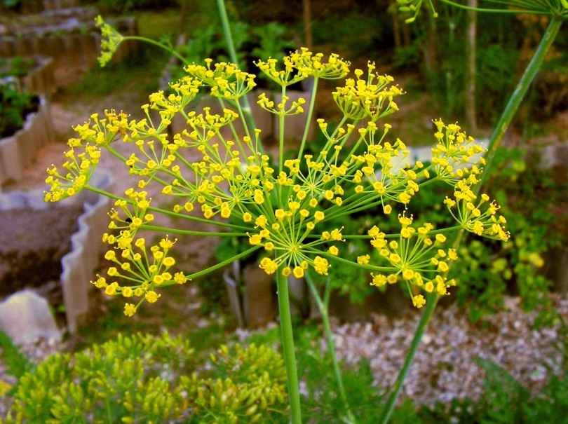 Mirođija, Kopar (Anethum graveolens L.)