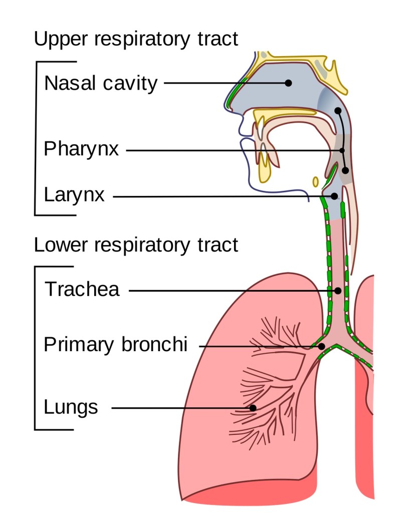 INFEKCIJE RESPIRO 6 MIX (Formula composita ad  Infectio respiratoria superior J00-J06)