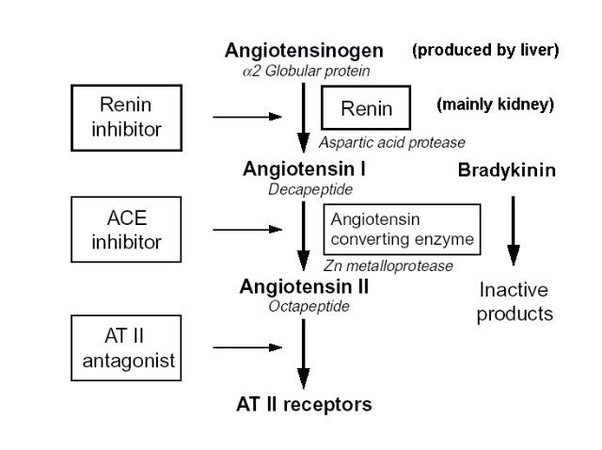inhibitori angiotenzin konvertirajućeg enzima hipertenzije
