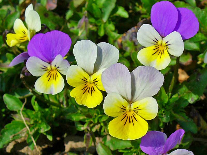 Trobojna ljubičica Viola tricolor (Violaceae)