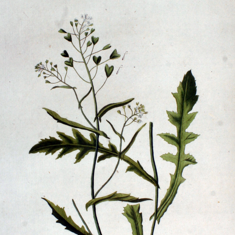 Rusomača – Capsella bursa-pastoris (Brassicaceae)