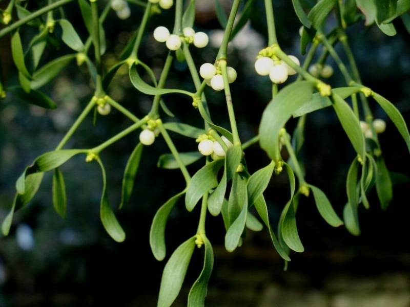 Bela imela – Viscum album L. (Viscaceae)