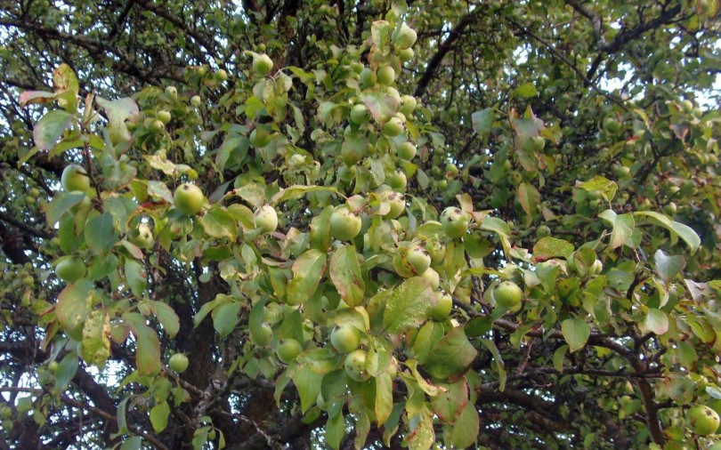 SIRĆE DIVLJIH JABUKA (Wild apple cider vinegar) European crab apple cider vinegar