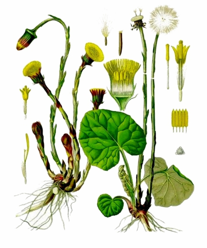PODBEL Tussilago farfara (Asteraceae)