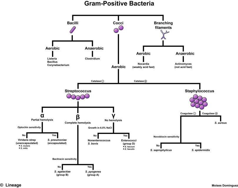 INFEKCIJE GRAM + STOP 6 MIX Kompozitna formula, pomoć kod infekcija Gram pozitivnim bakterijama (MKB-10 B95, B96)