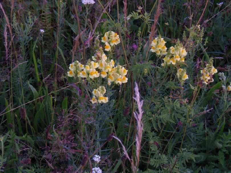 LANILIST – Linaria vulgaris Mill. (Scrophulariaceae)