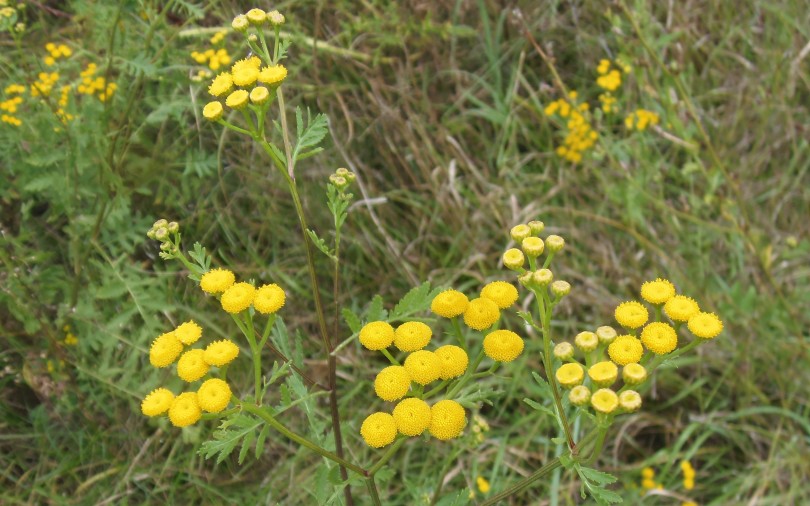 Vratić – Tanacetum vulgare (Asteraceae)