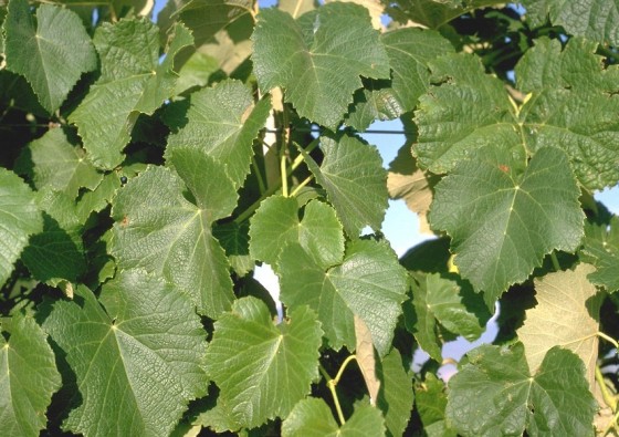 vitis-vinifera european grape folium