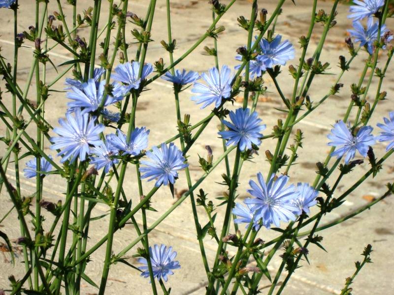 CIKORIJA Cichorium intybus (Asteraceae)