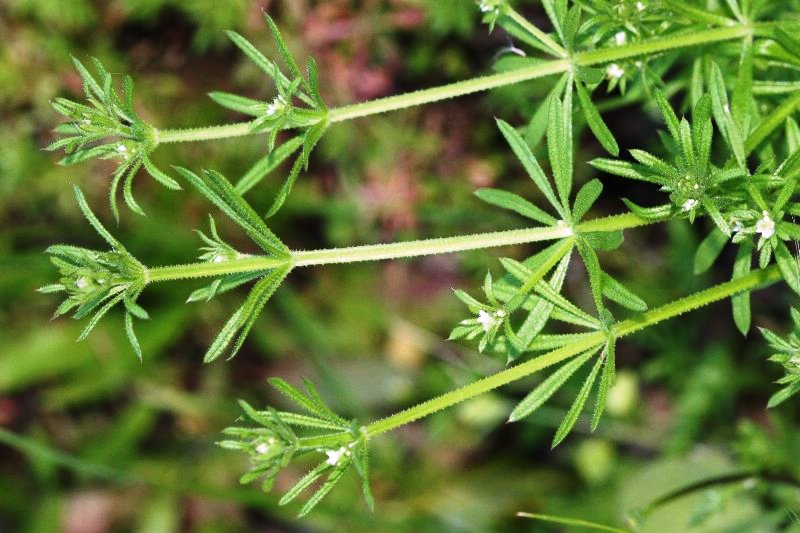 DIVLJI BROĆ Galium aparine (Rubiaceae)