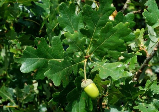 HRAST LUŽNJAK Quercus robur
