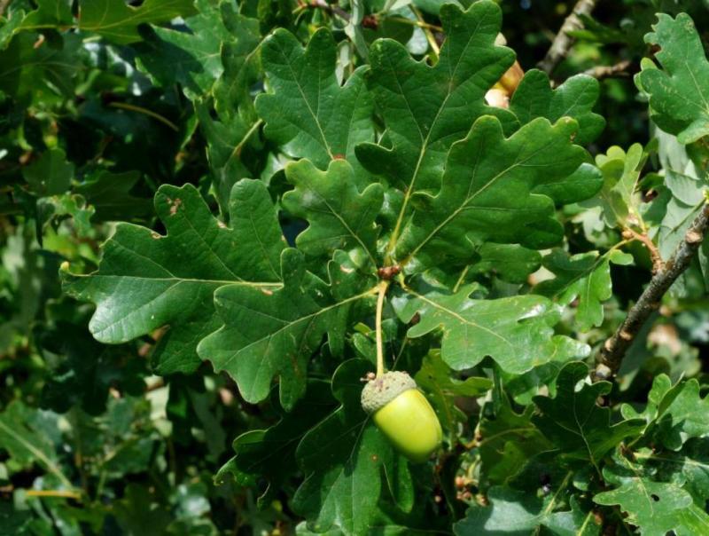 HRAST LUŽNJAK Quercus robur (Fagaceae)