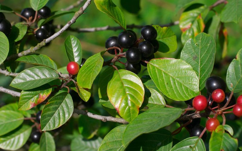 KRUŠINA Rhamnus frangula (Rhamnaceae)
