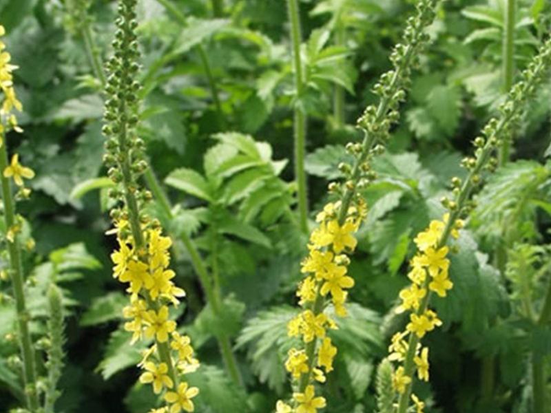 Petrovac Agrimonia eupatoria (Rosaceae)