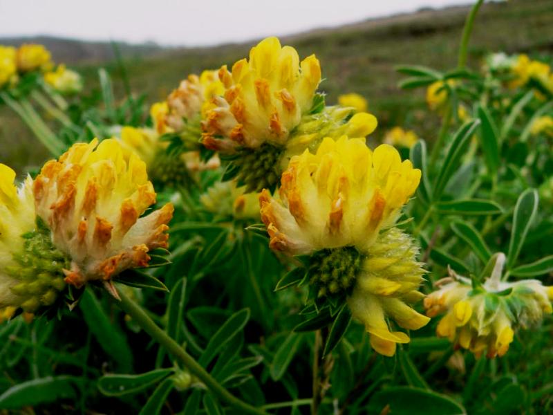Ranjenik, Ranjenica Anthyllis vulneraria (Fabaceae)