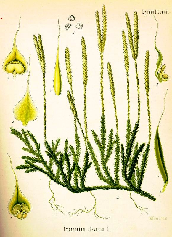 Prečica  Lycopodium clavatum (Lycopodiaceae)