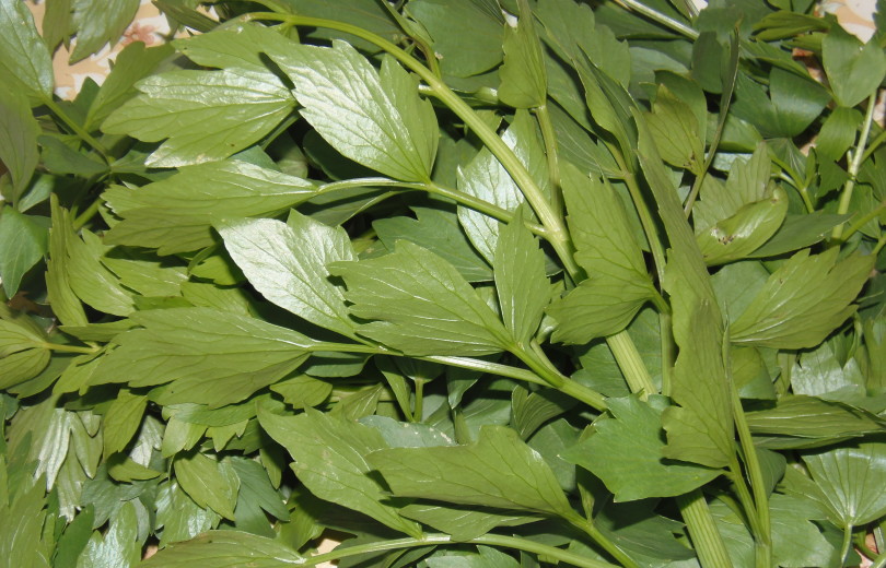 Selen Levisticum officinale (Apiaceae)