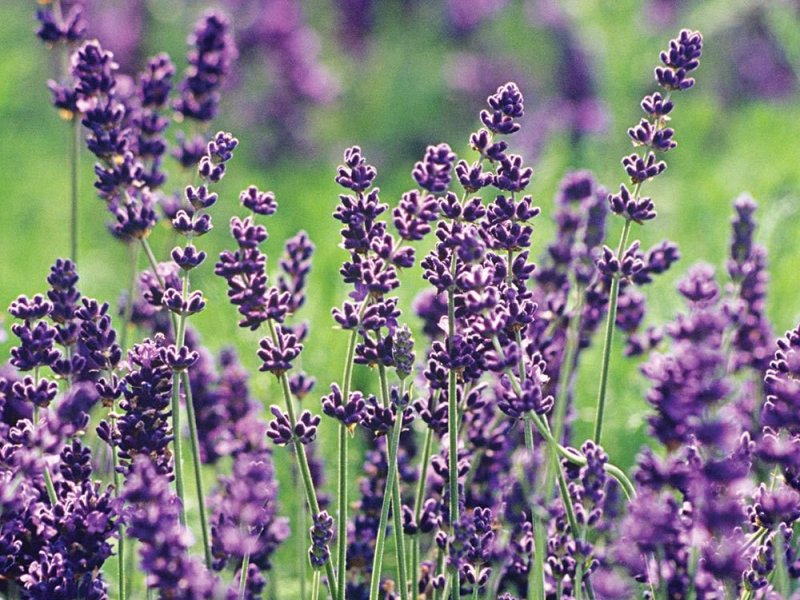 LAVANDA Lavandula angustifolia (Lamiaceae)