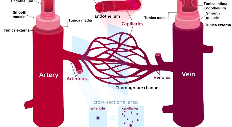 capillaries-function-and-structure