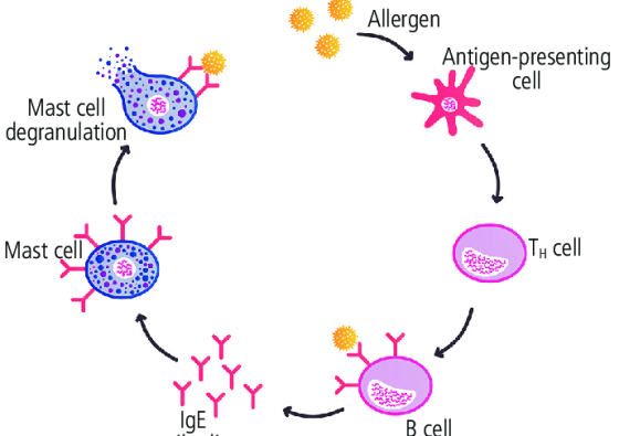 Mechanism-of-allergic-inflammation-in-type-I-hypersensitivity-reactions-