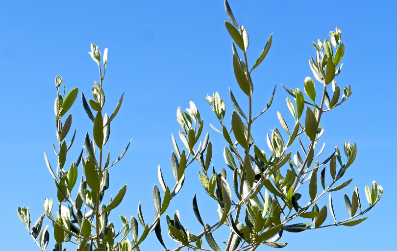 MASLINA LIST Olea europaea (Oleaceae) Folium