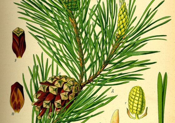 beli-bor-pinus-sylvestris-pine-white