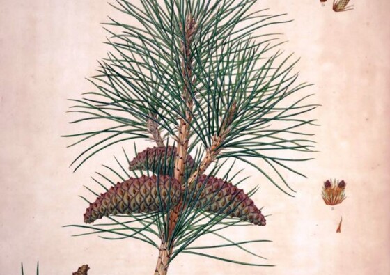 crni-bor-pinus-nigra-black-pine