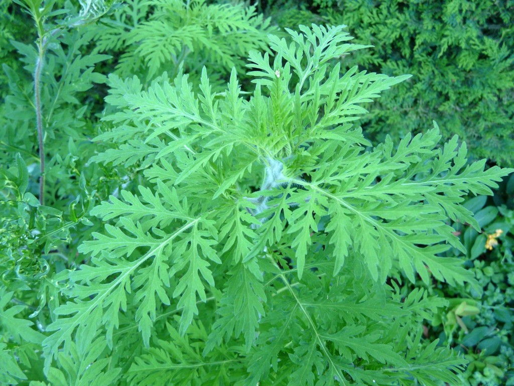 AMBROSIA