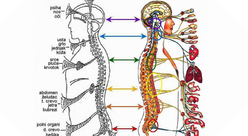 sebiot-segment-bioenergetic-therapy-segmentna-bioenergetska-terapija-mother-tincture-urtinktur-teinture-mere-homeopat-ekstrakt-tinktura-biljni-preparati-com-alternativa-